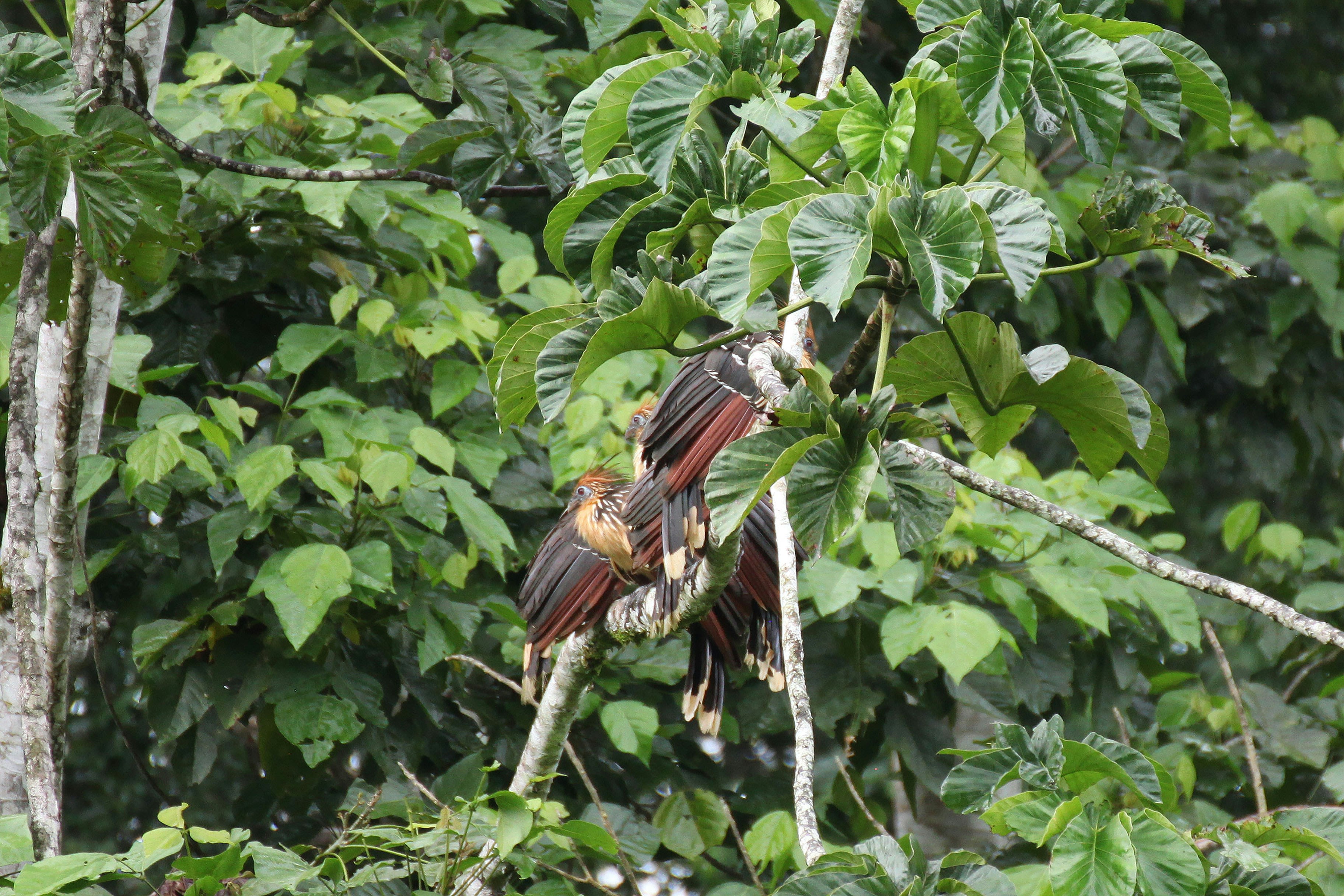 a bird on a branch