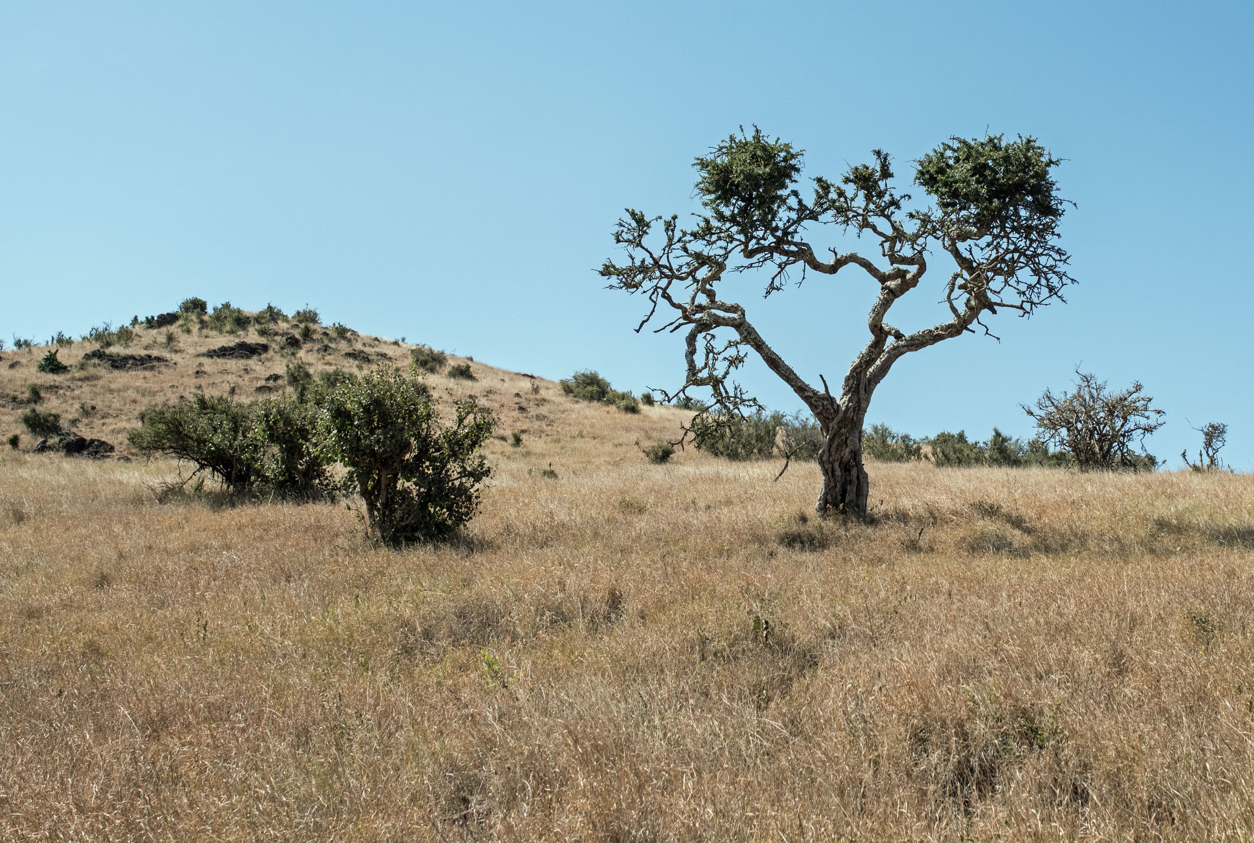 tree surrounded with brown grasses