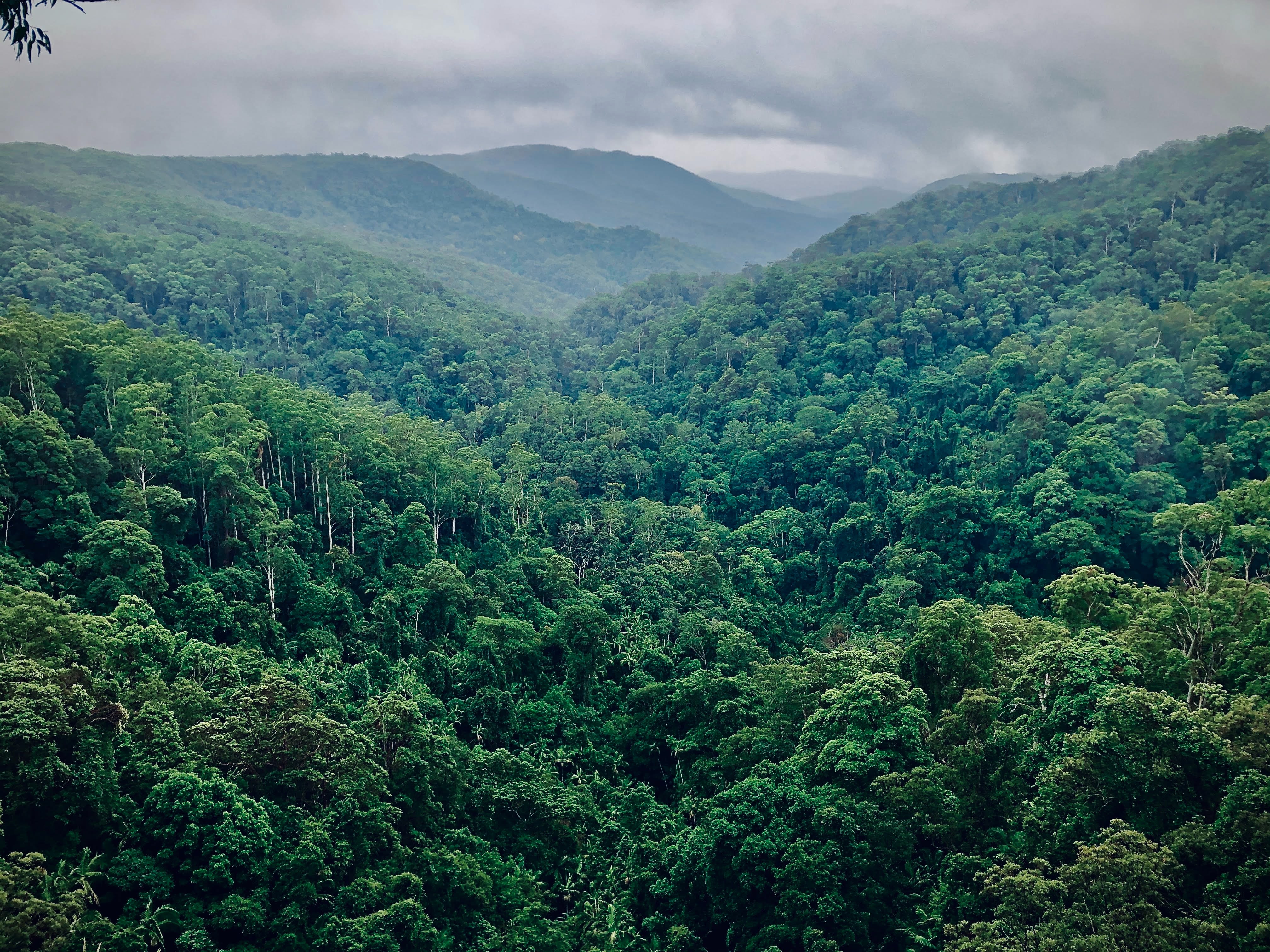 green trees on mountain during daytime