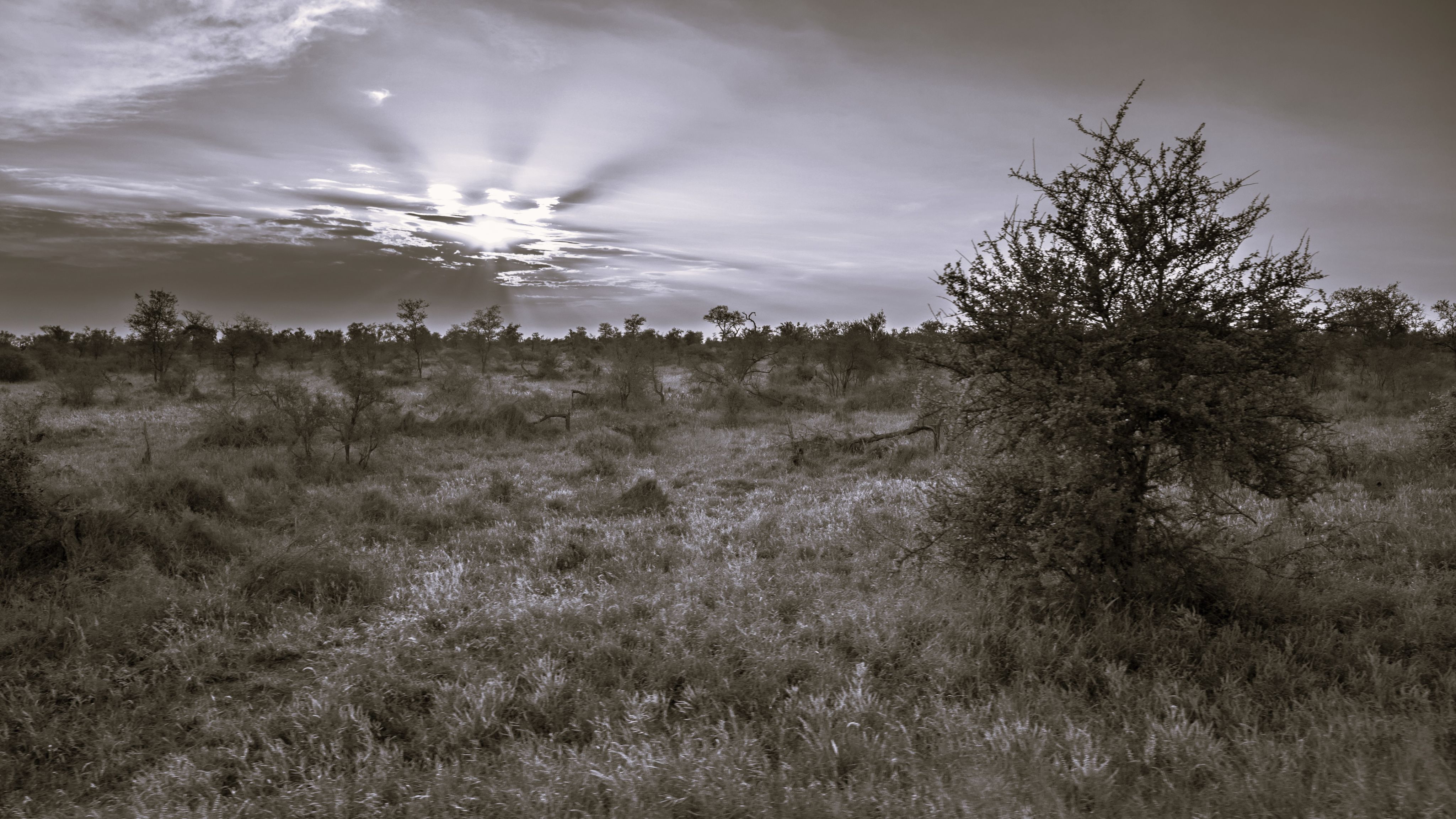 Savanna Survival: The Vital Role Of Fungi In The Ecosystem - qwptnp5