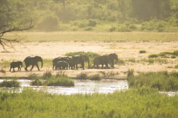 black elephant on green grass field during daytime