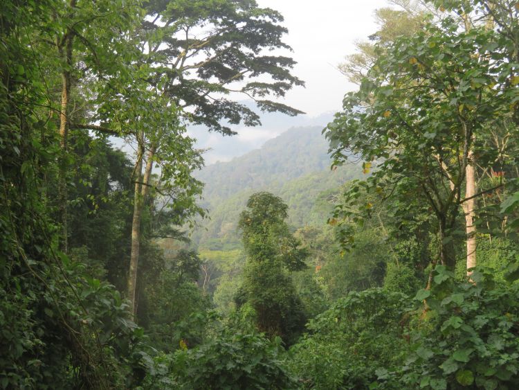 The vital role of African savanna landscapes in global