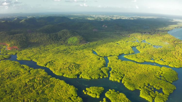 Unlocking Climate Finance to Preserve the Amazon: